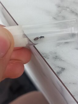 Kráľovna Solenopsis fugax - 4