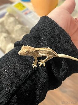 Pagekon riasnaty (correlophus ciliatus) - 4