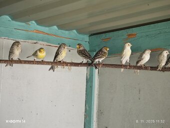 Kanarik žltý achat , žlto zelený - 4