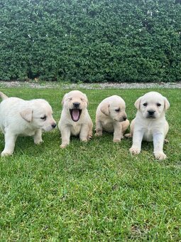 Labrador - 4