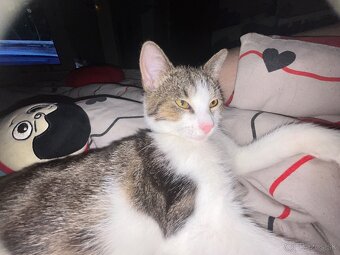 Darujem kocúrika - 4