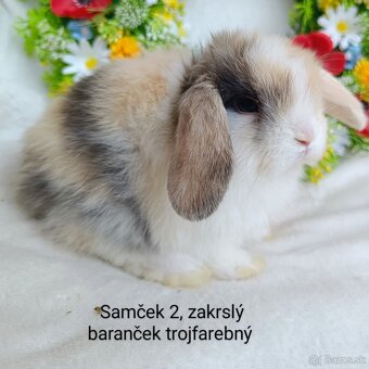 Zakrslý baranček s VP samček trojfarebný - 4