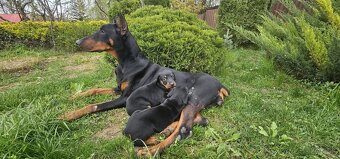 Doberman - 4
