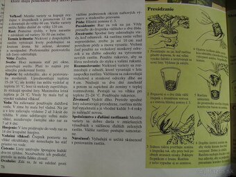Difenbachia mladé izbové rastliny - 4