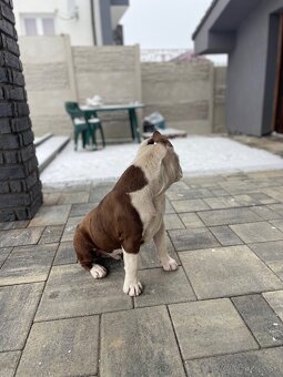 american bully pocket - 4