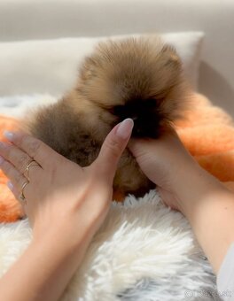 Pomeranian mini - 4