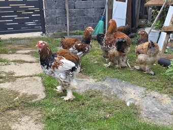 Predám kohútov Brahmanky porcelánovej - 4