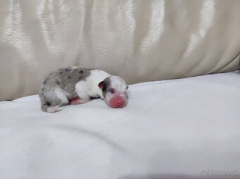 Austrálsky ovčiak - 4