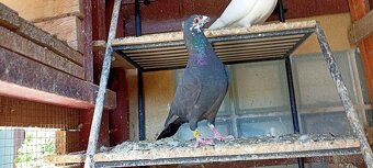 Poštové holuby - 4