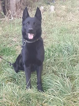 nemecký ovčiak - 4