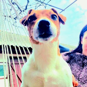 Jack Russell z pp - 4