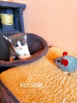 Darujem mačiatka - 4