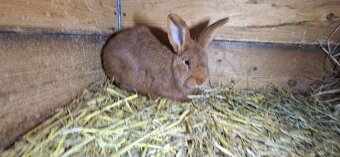 Novozelanska Červený samec - 4