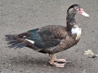 Pižmové kačice - 4