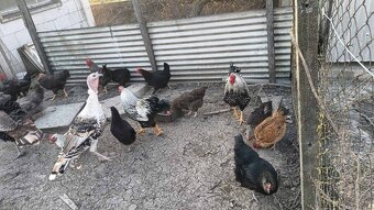 násadové vajcia mix - 4