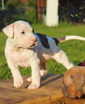 American Bully XL - 4