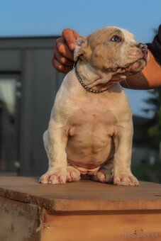 American Bully XL - 4