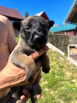Belgicky ovčiak malinois - 4