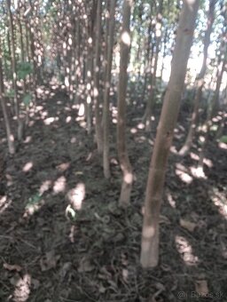 Paulownia Sang Tong - 4