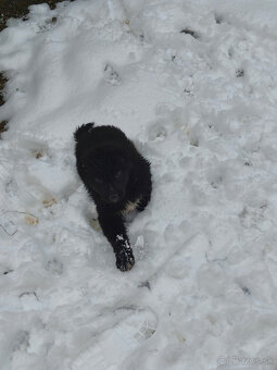 Šteniatka border kólie a nemeckého ovčiaka - 4