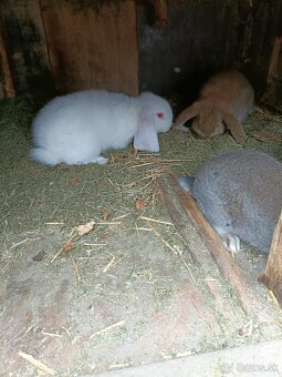 Predám králiky - 4