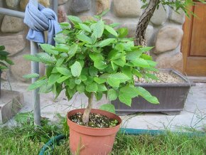 bonsai,bonsaj-hrab 14 - 4