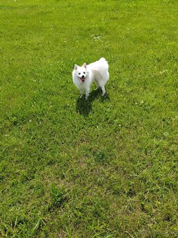 Predávam pomeranian je hravý - 4