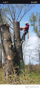 Výruby a orezy stromov - 4