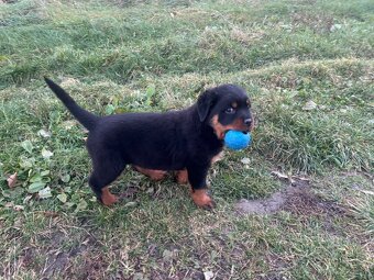 Rottwailer, rottweiler, rtw, rotvajler - 4