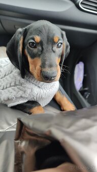 Predám šteniatko - 4