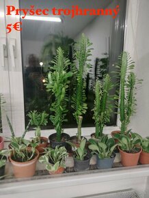 Mix izbových rastlín - 4