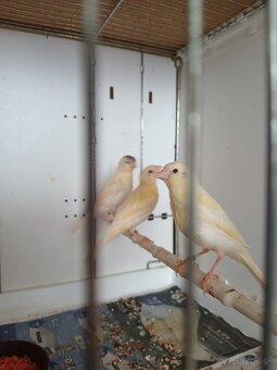Kanariky - 4