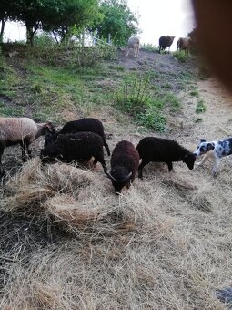 Mini ovce na predaj - 4