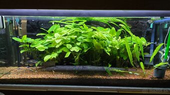 Akvarijne rastliny - 4