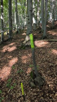 Les na predaj Bodovce - 4