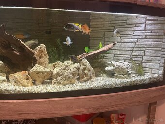Veľké rohové akvárium - 4