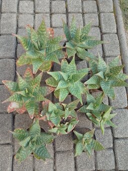 Kaktus ,Aloe - 4