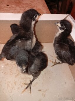 Australorp kuriatka - 4