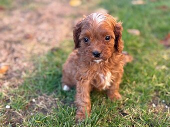 Cavapoo - 4