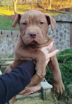 AMERICAN BULLY XL - 4