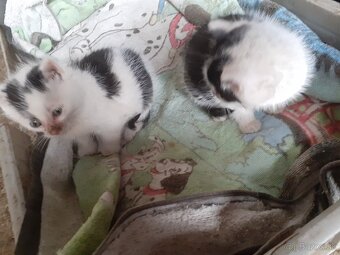 Darujem mačiatka - 4