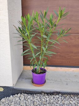 Oleander na predaj - 4