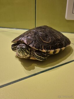Korytnačka + akvarium - 4