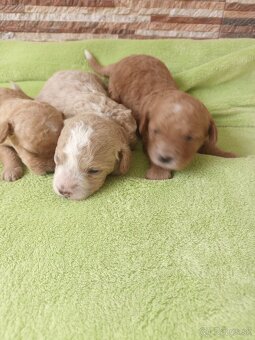 Maltipoo - 4