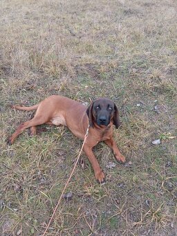 Bavorský farbiar - 4