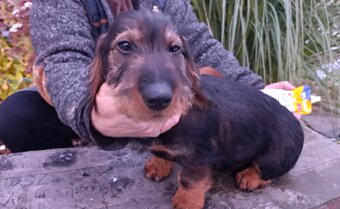 Jazvečík Hrubosrstý - 4