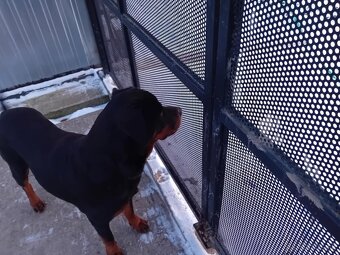 Šteňatá Rottweiler - 4