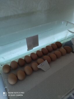 Hempsirka medenokrka - 4