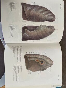Anatómia čihák 1,2,3 - 4