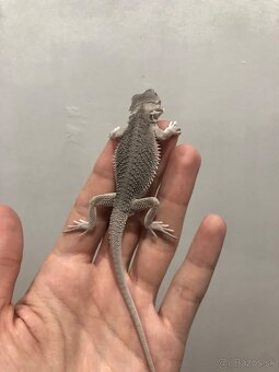 Hypo zero, Agama bradatá - 4